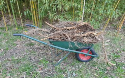 How To Kill Bamboo Roots In Your Garden