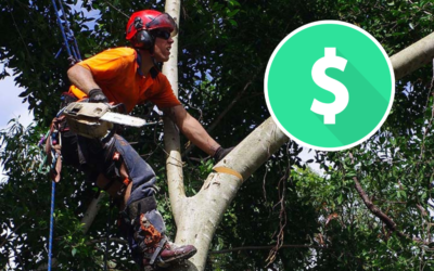How Much Does Tree Removal Cost On The Gold Coast?