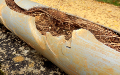 Tree Roots In Pipes: What Should You Do?
