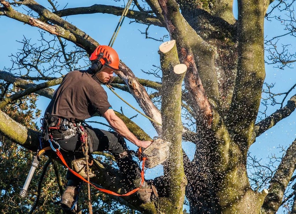 Gold Coast local arborist