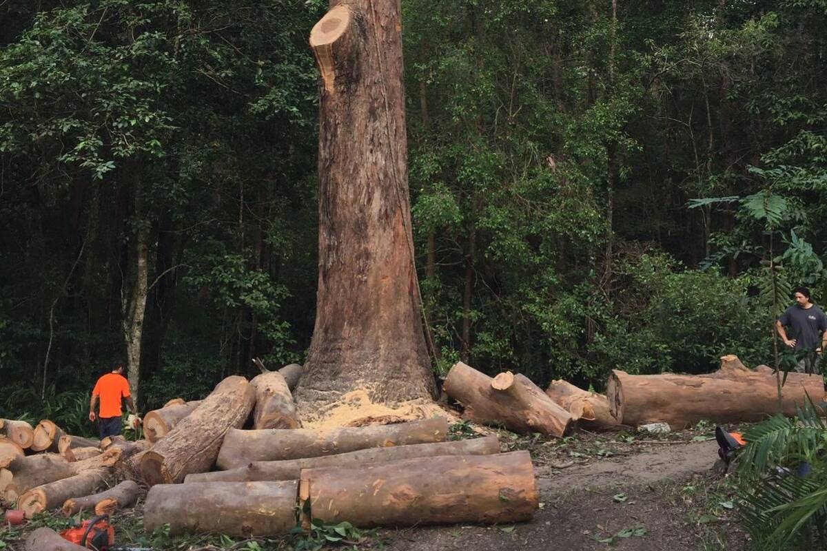 tree removal service